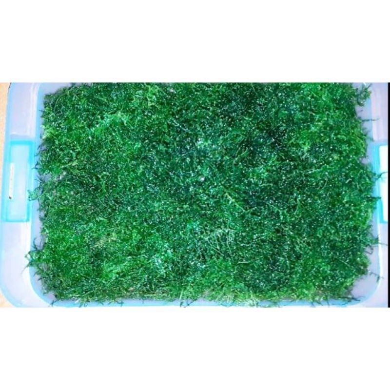 Java moss full air / tanaman aquascape porsi nampan 21x16cm