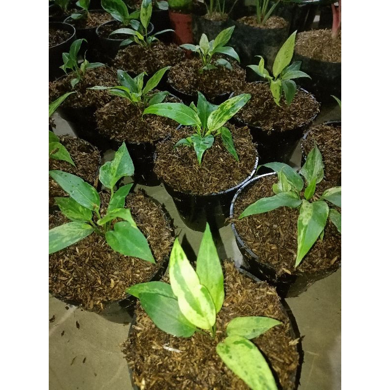 JEMANI ANTHURIUM GELOMBANG CINTA VARIGATA