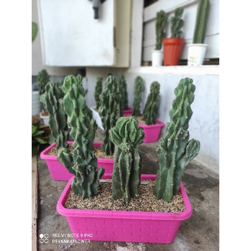 (BISA COD) tanaman hias kaktus lilin bercabang bunga hias kaktus pagoda cabang kaktus lilin cabang p