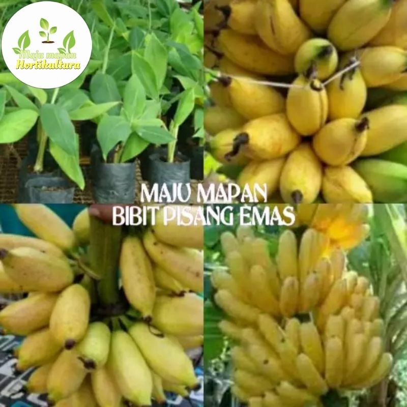 BIBIT PISANG EMAS MANIS/TANAMAN PISANG EMAS SUPER