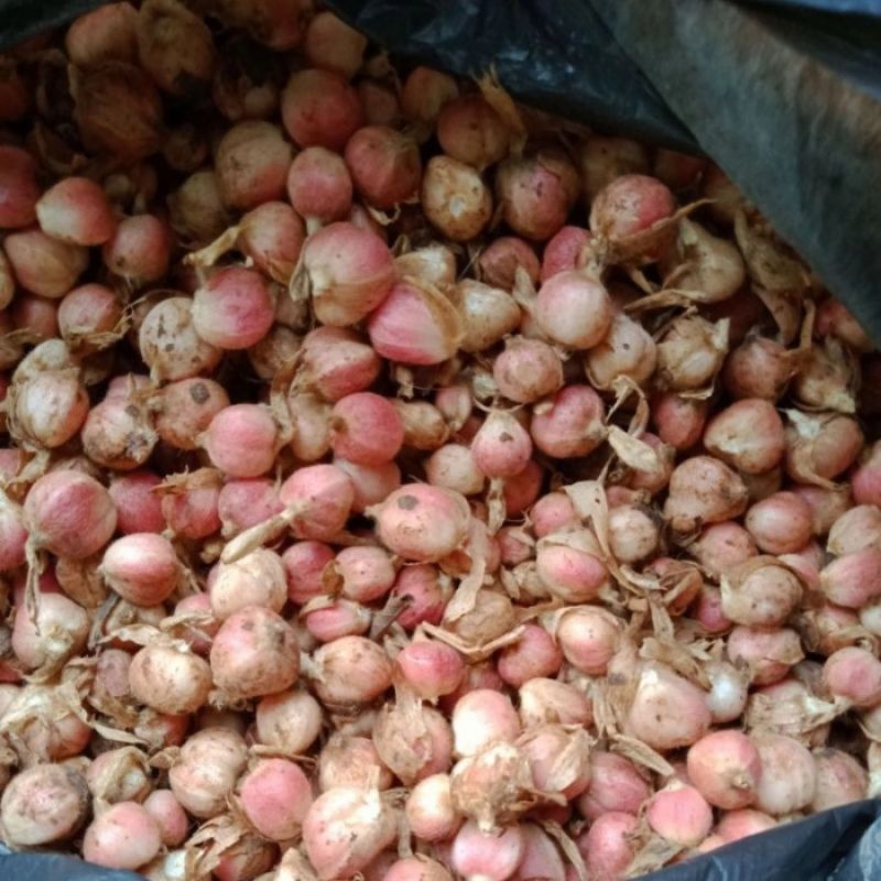 buah kapulaga basah masih segar lngusng dari kebun