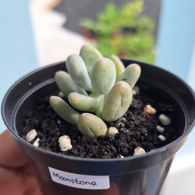 Sukulen / Kaktus / Kaktus Hias Moonstone