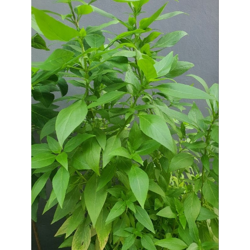 

Seledri kalimantan jual 1 batang harga murah