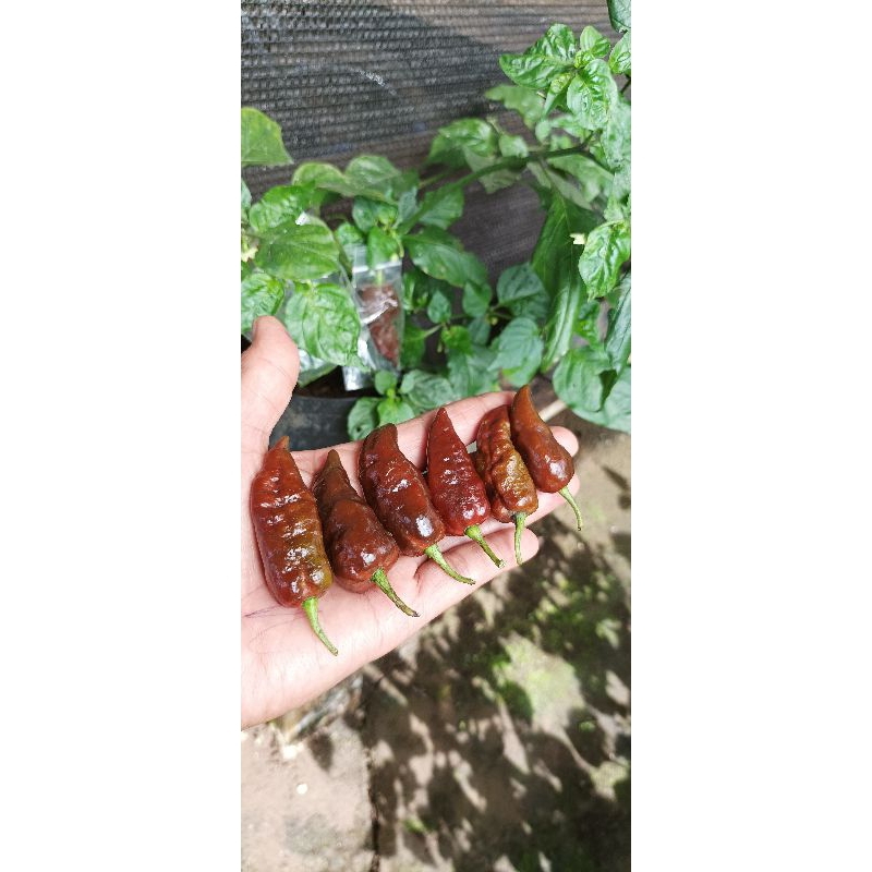 

chocolate bhut jolokia/bj choco