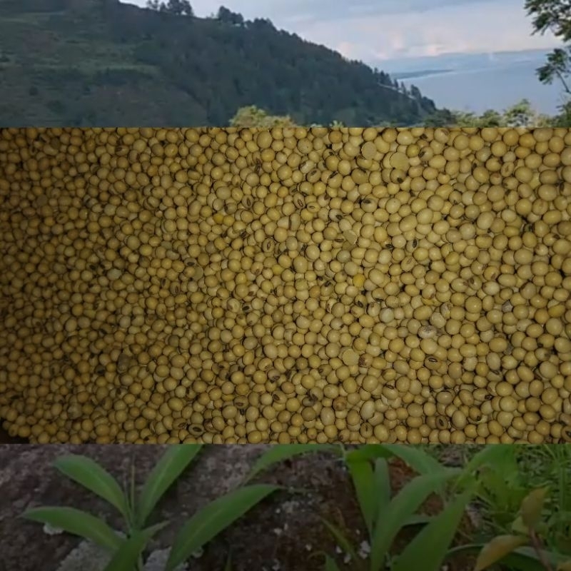 

kacang kedelai super ,kacang kedele 250grm