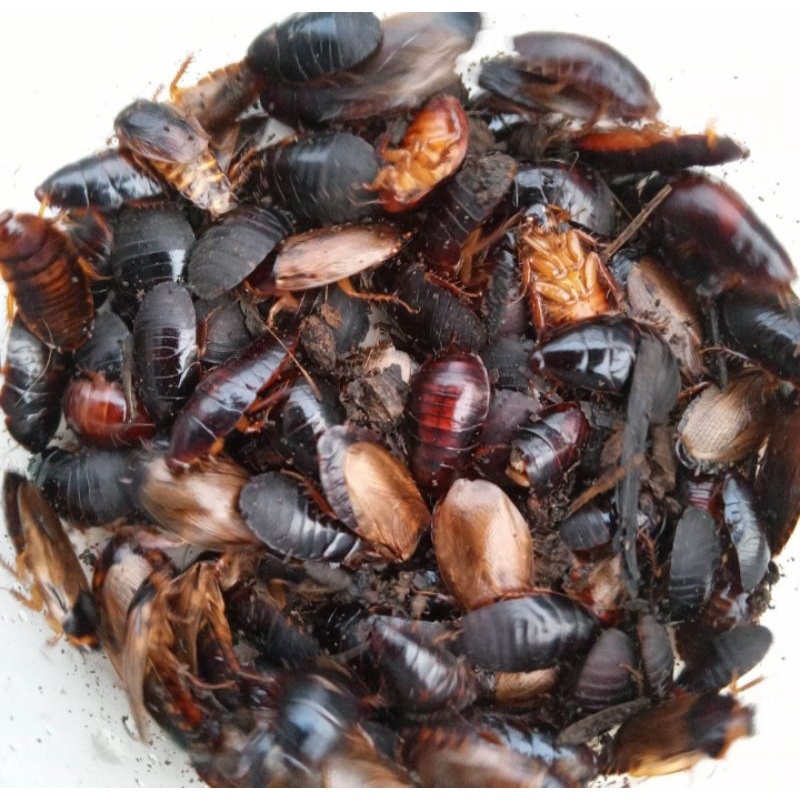 umpan Galatama lele / ikan bawal kecoa batu / isi Kurang lebih 40 ekor // umpan gacor // terlariis