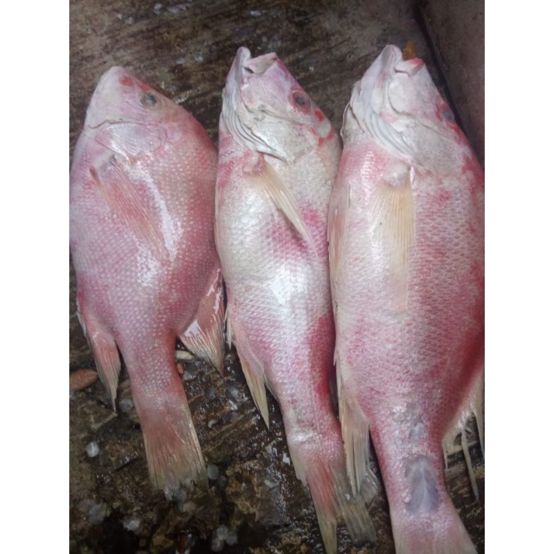 

kakap merah segar