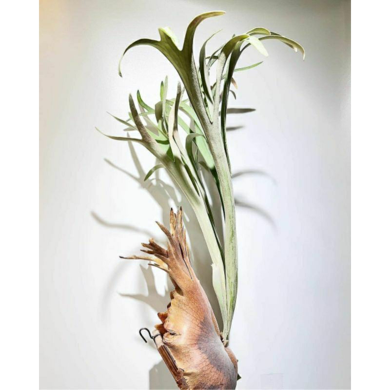 Platycerium Veitchii Silver Frond narrow Simbar Menjangan Staghorn fern Tanduk rusa