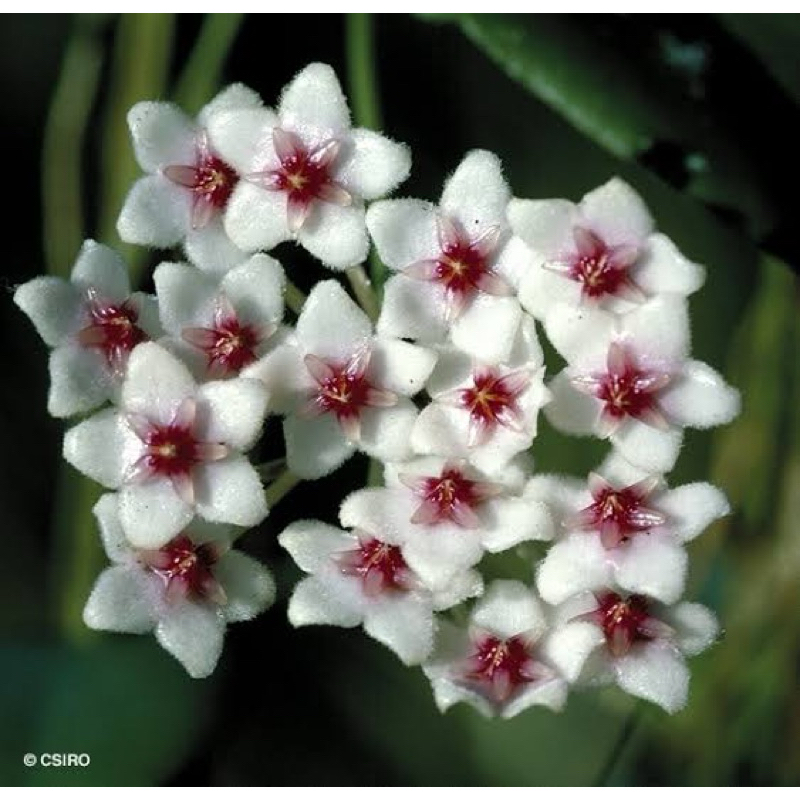 Hoya Anulata | Plant’s Hoya | Hoya Siap Bunga | Hoya Flowers