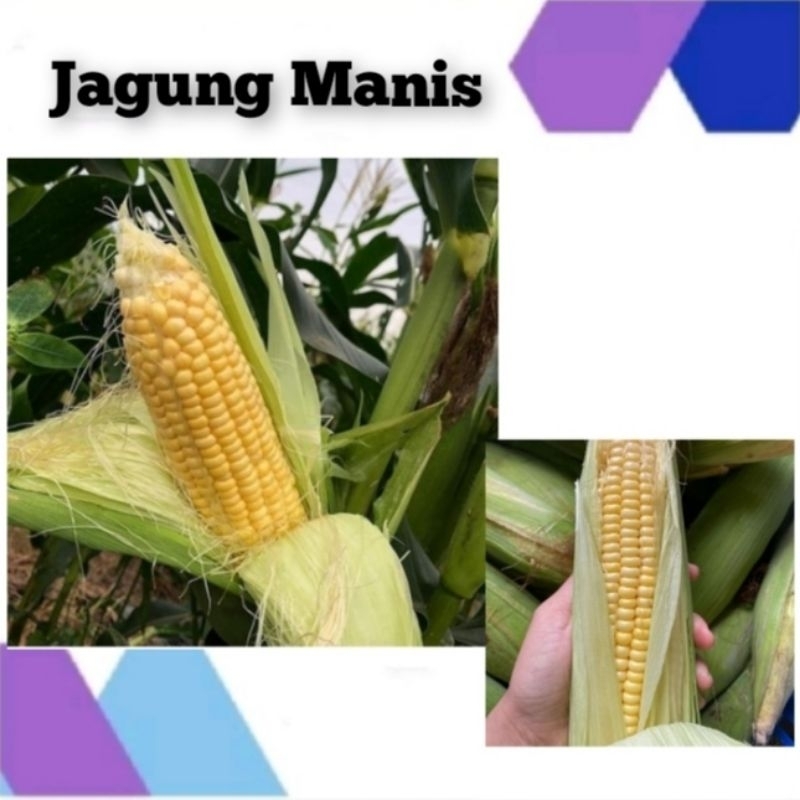 Benih Jagung Manis Bibit Tanaman Jagung Unggul