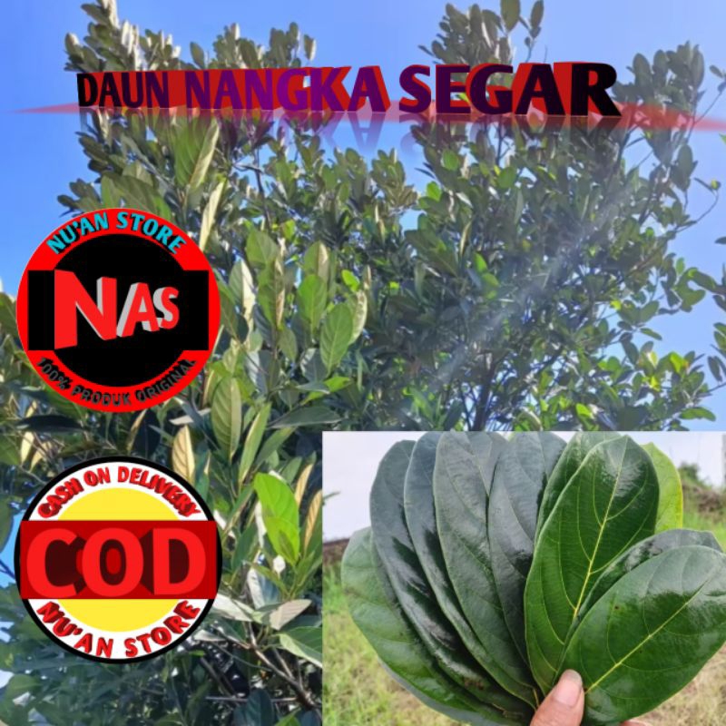 

Daun nangka segar kemasan 500grm