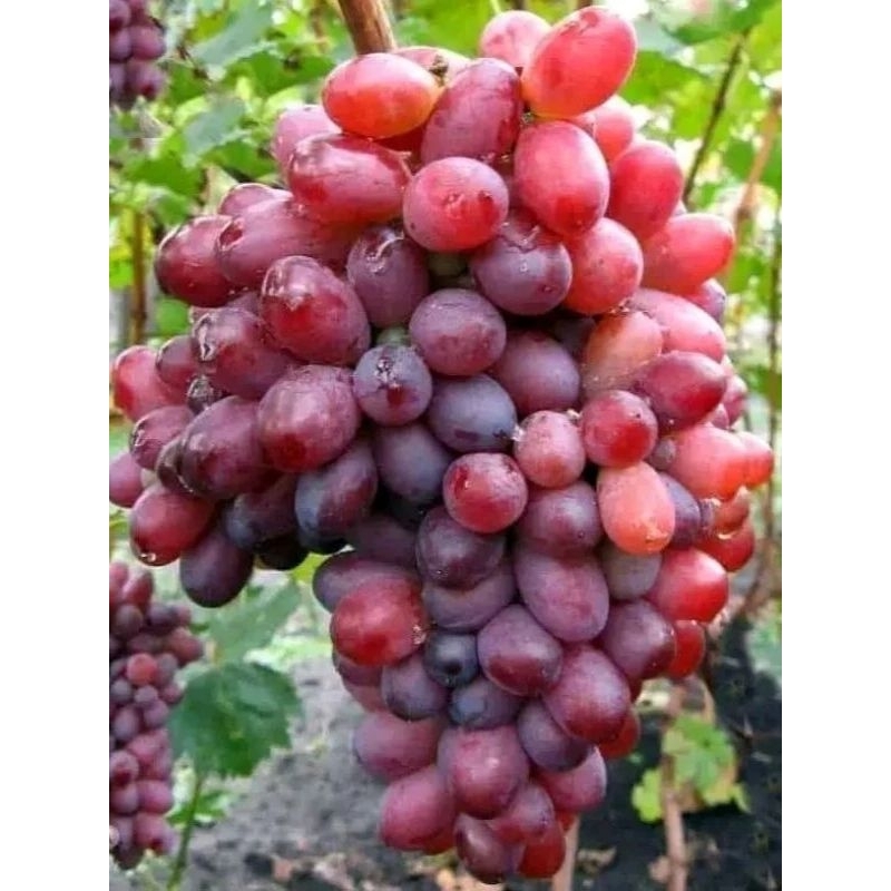 Bibit Anggur impor jupiter super genjah
