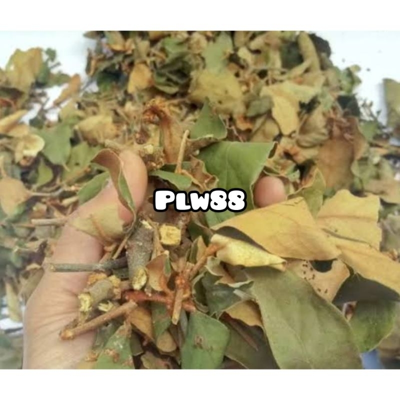 

Benalu kopi kering asli alami dan natural