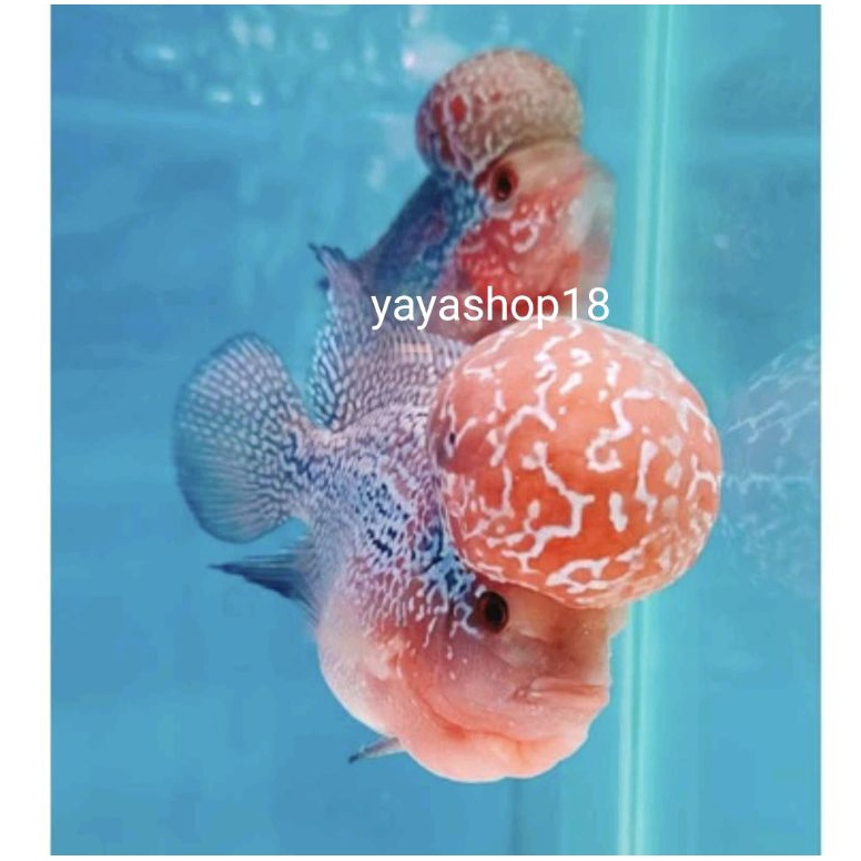 COD TERMURAH LOUHAN SRD  SRM ORI THAILAND KUALITAS BAGUS HIASAN AQUARIUM