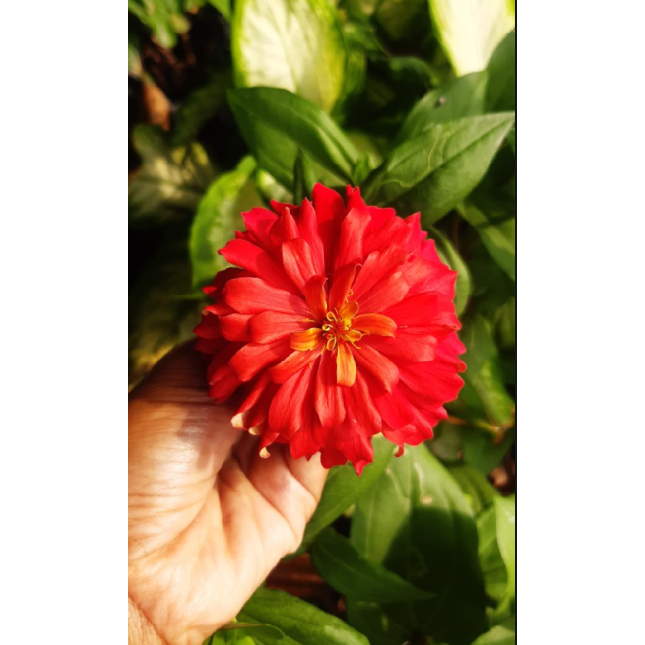 Zinnia merah tumpuk