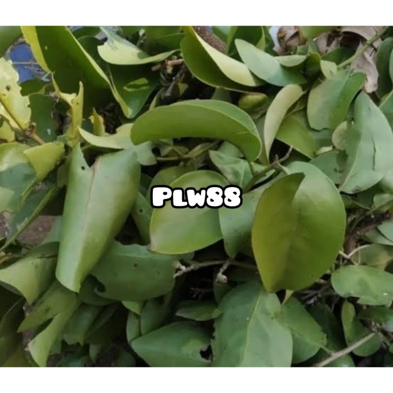 

Benalu alpukat segar 1 kg petik langsung