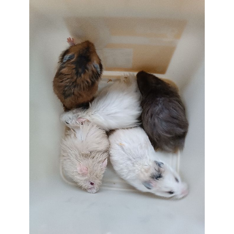 Hamster Syrian indukan( PALEMBANG SAJA - KURIR INSTAN)