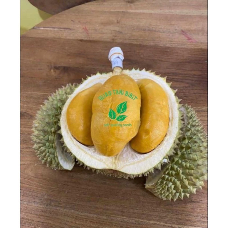 Bibit durian duri hitam- ochee