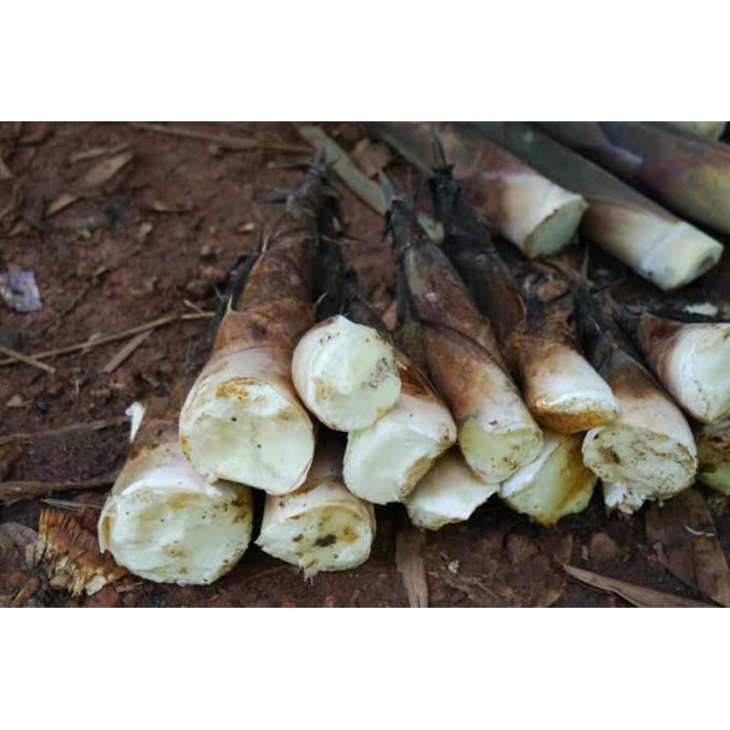 

Rebung Sayur baru & fresh@1kg