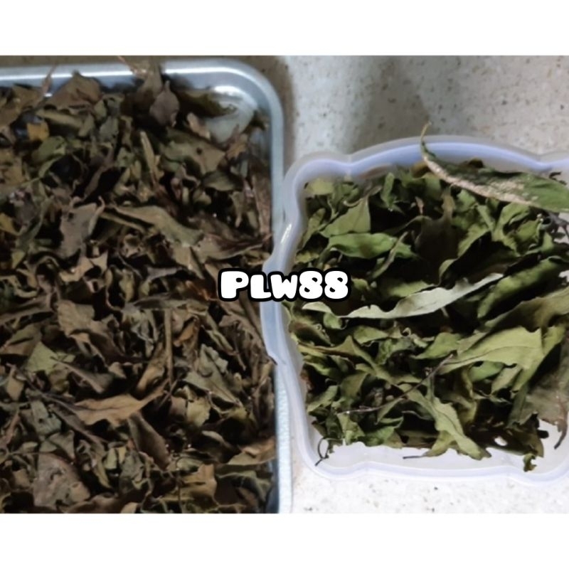 

Benalu singkong kering 1 kg natural alami