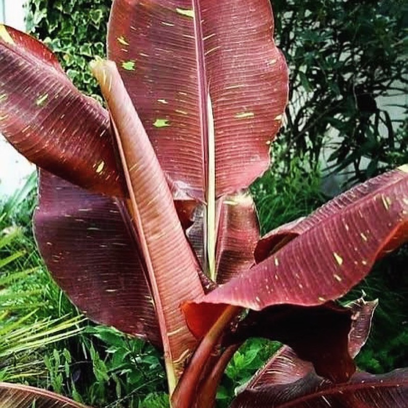 BUMI ORCHIDS Red Banana Musa 'Siam Ruby'- Aroid Gurun Pisang Premium Zebra Hias