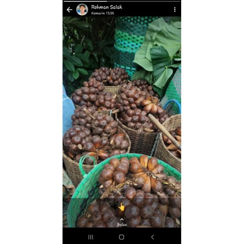 

Salak Pondoh
