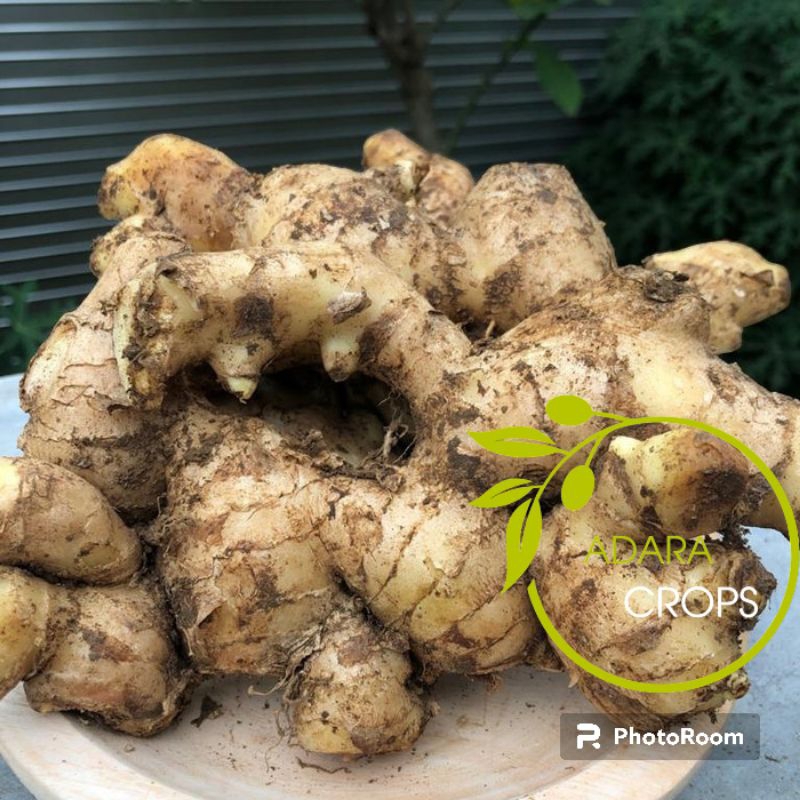 

Jahe Gajah Asli Segar Fresh 500gr Kualitas Di Jamin Super