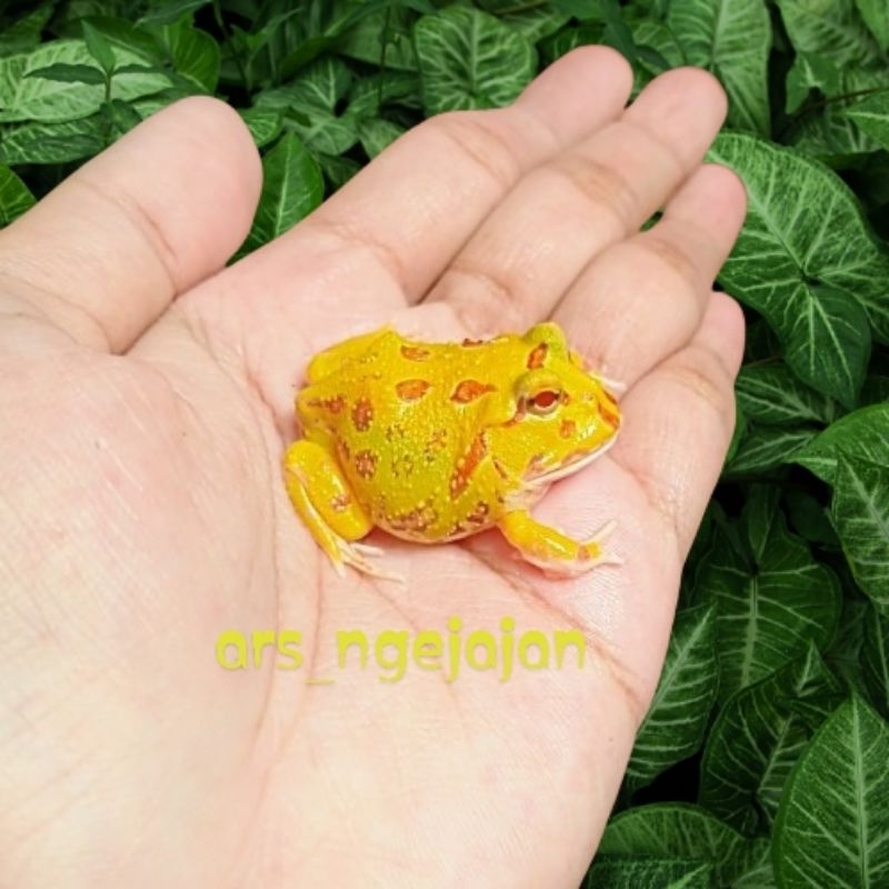 Pacman Frog Albino Kodok Pacman Albino Free Kandang Dan Makanan