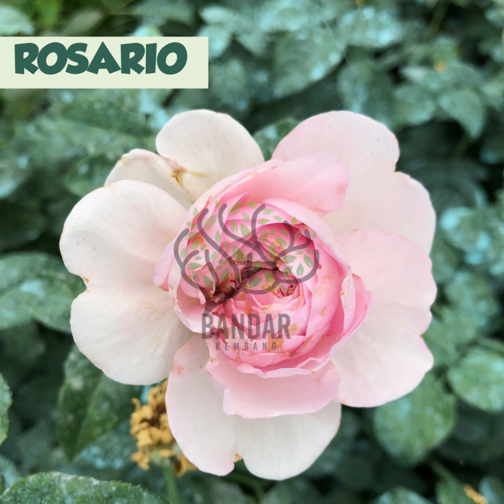 Bunga Mawar Hidup Import Rosario Tanaman Berbunga Jumbo