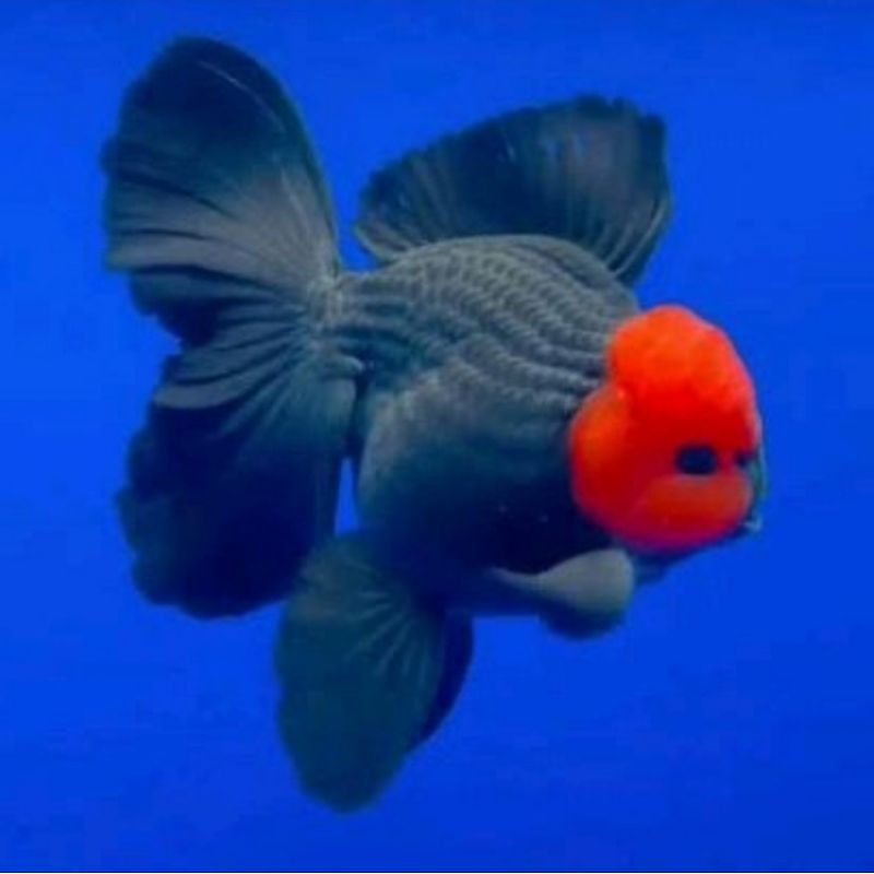 KOKI ORANDA TANCHO GRADE A&F1