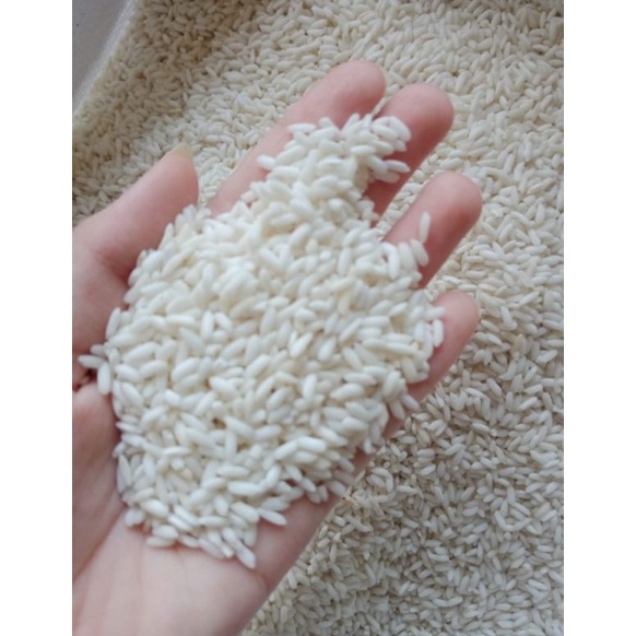 

MURAH LEBAY BERAS KETAN PUTIH PREMIUM 1KG