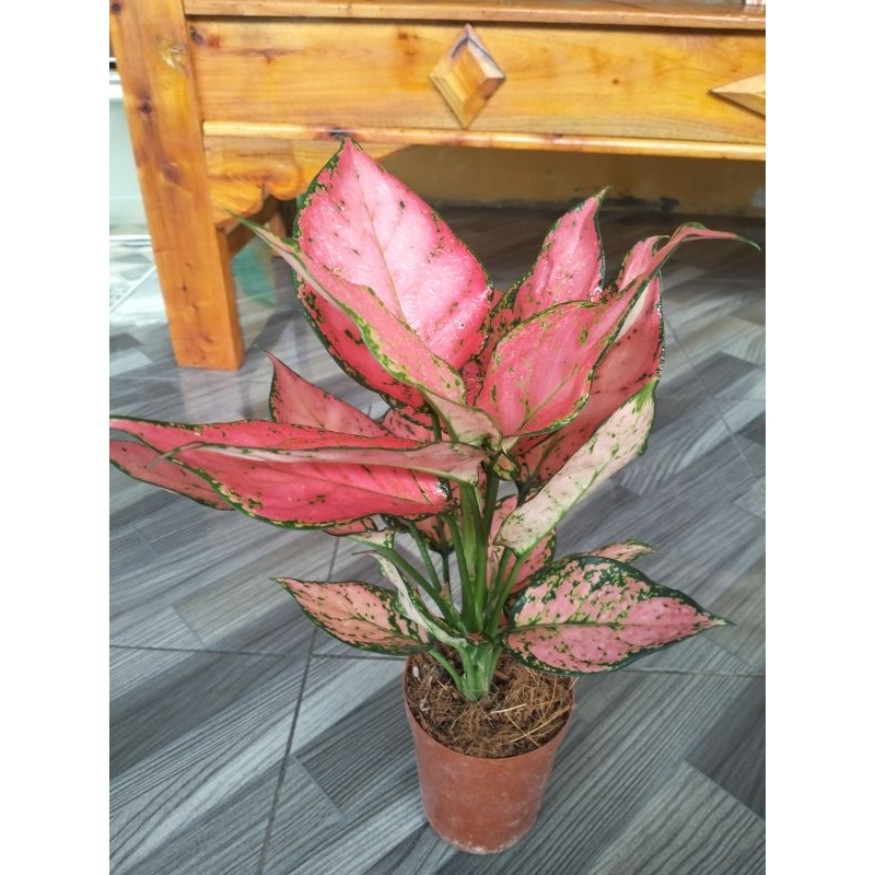 Aglonema Pink Lady