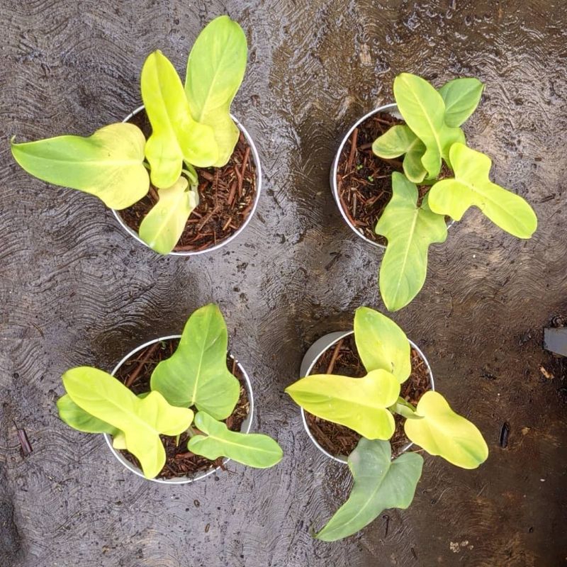 Philodendron Violin Golden