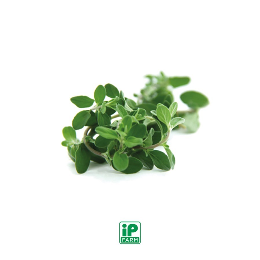 

SPECIAL OFFER Fresh Oregano 1 Kilo / Daun Oregano Segar