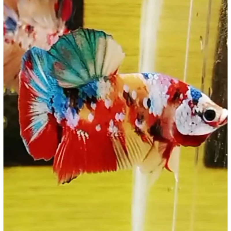 Hiasan Aquarium Cupang Multicolour