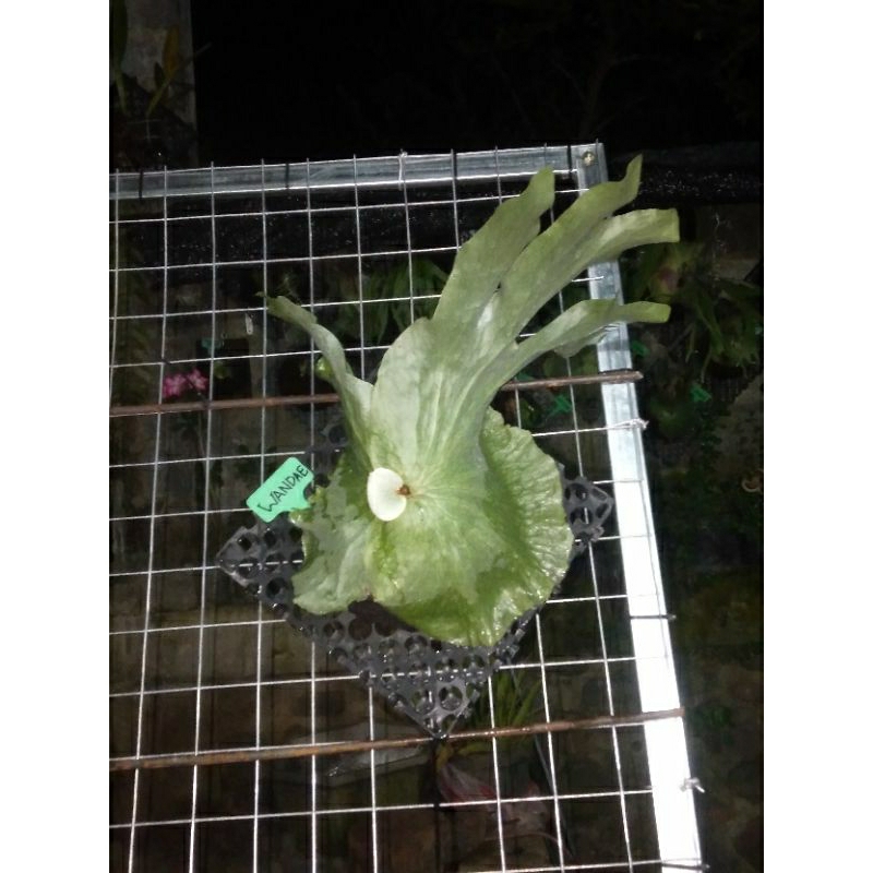 platycerium /kesimbar wandae  rawatan