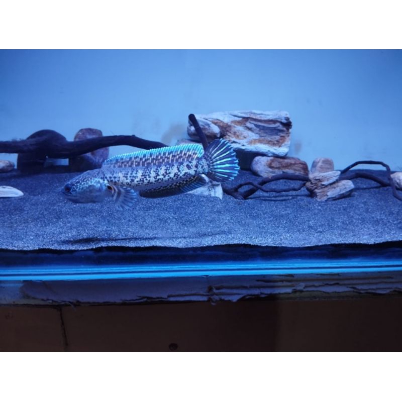 Channa auranti 15 16cm