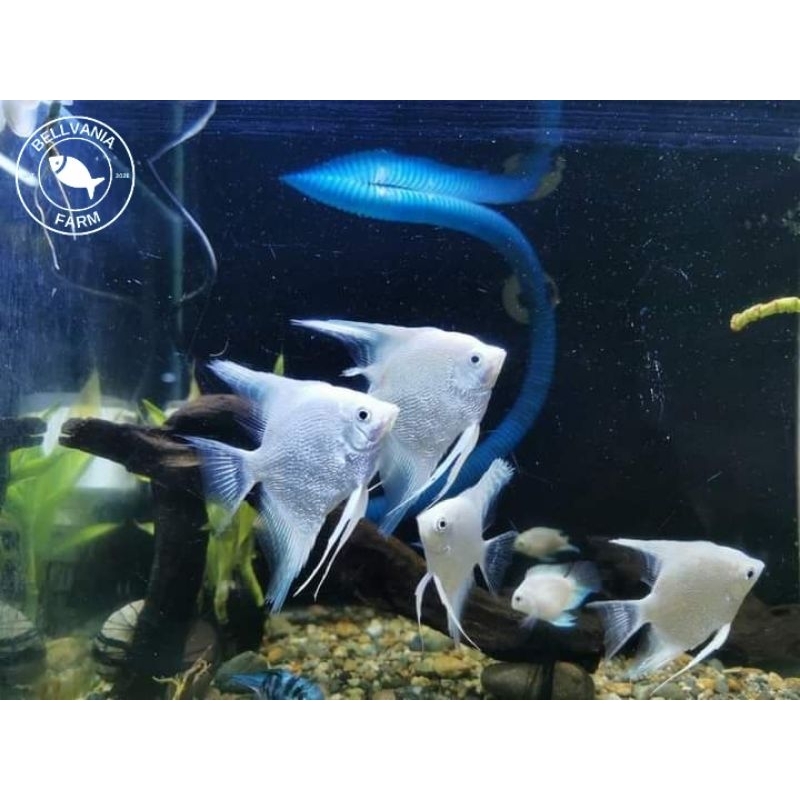 hiasan manfish platinum