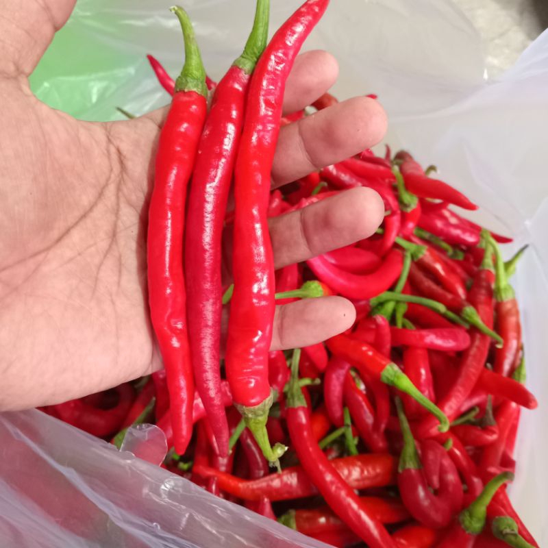 

Cabe Besar Murah Meriah