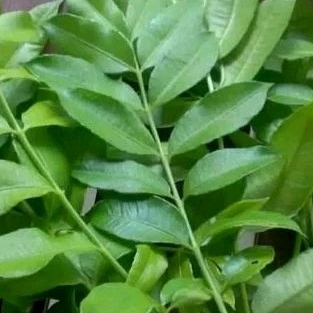 

Daun Kedondong segar / Daun Kedondong Rempah Segar Masakan