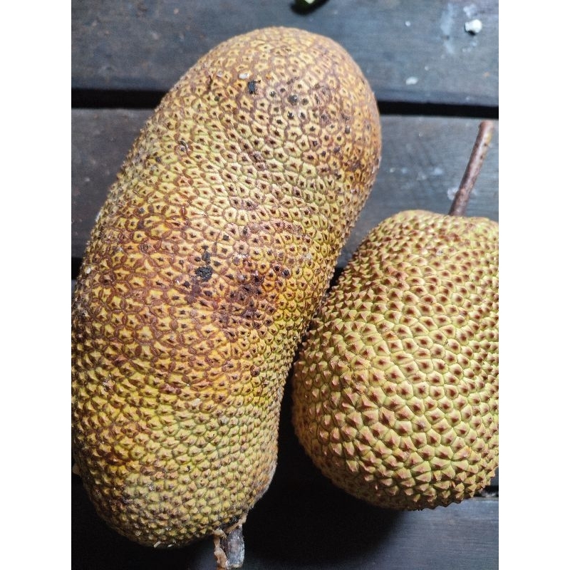 

Asinan Cempedak (Mandai) 1 kg Dikirim Dengan Plastik Vakumisi