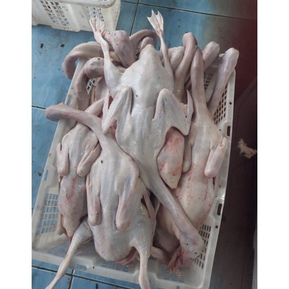 

HEMAT PROMO bebek belah 4 mulai 9 sampai 12 tinggal pilih varian ny