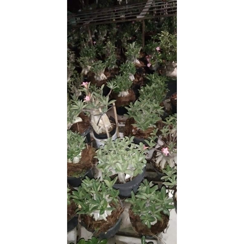 adenium karakter arabicum hybrid