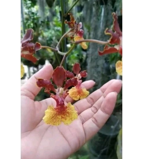 trichocentrum/oncidium lanceanum