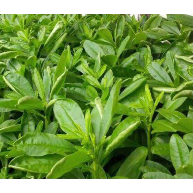 

daun ginseng jawa segar 200 gram