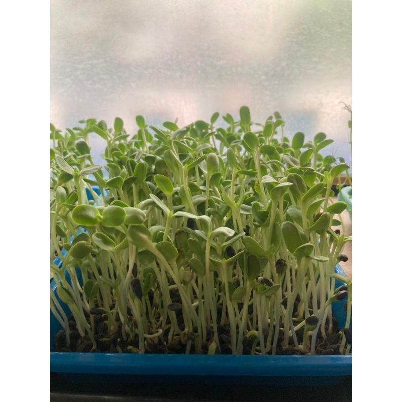 

Microgreen Sun Flower 40G