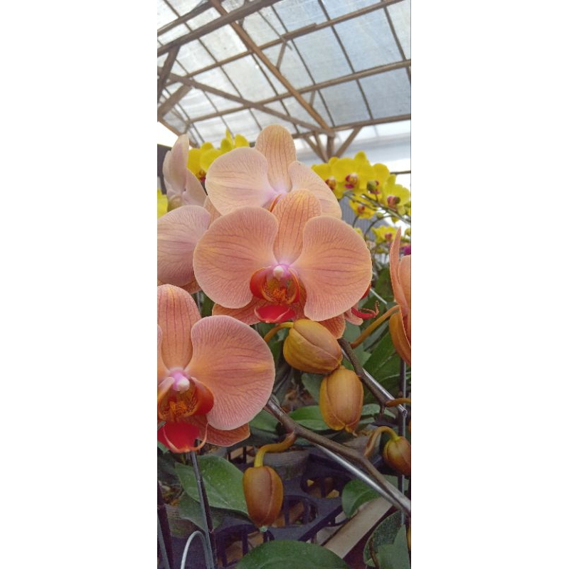 anggrek bulan premium