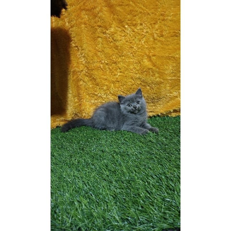 boneka BSH blue solid