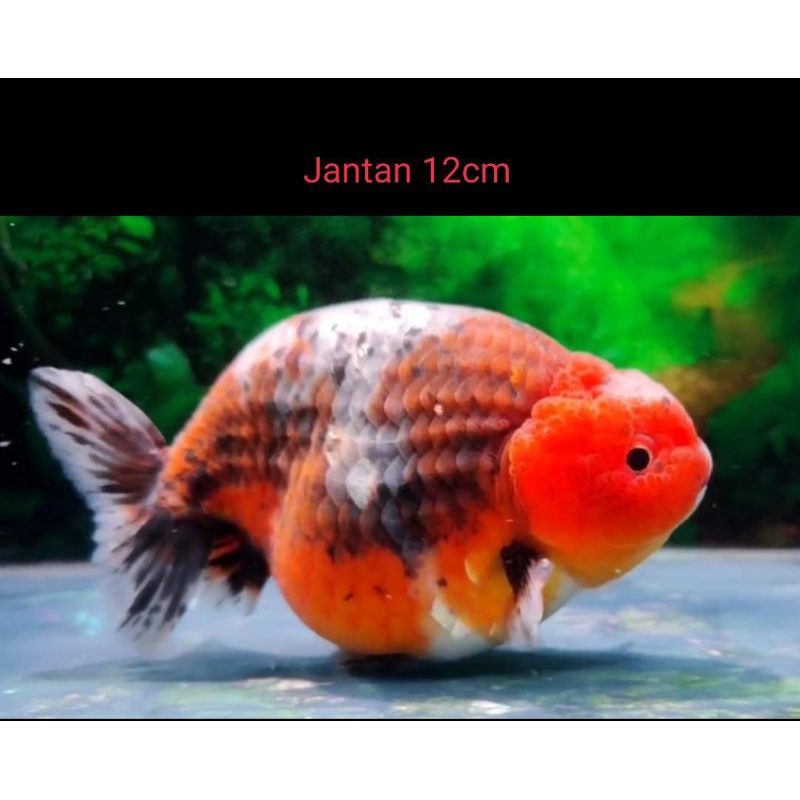 Ranchu Kirin 12cm