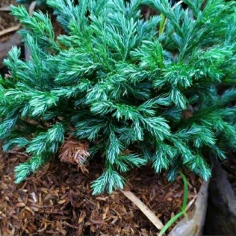 tanaman hias cemara perak ukuran besar rimbun